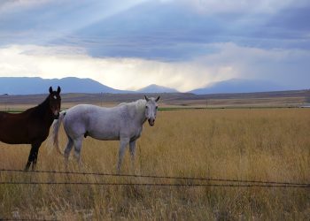 landscape, montana, big sky country