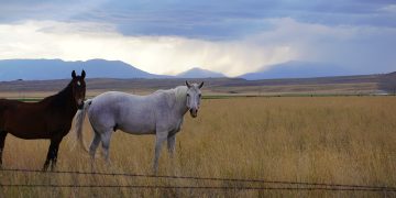 landscape, montana, big sky country