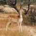 deer, fallow deer, rocks